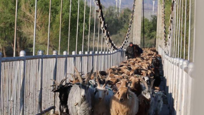 数十万头牲畜开启夏牧场之旅