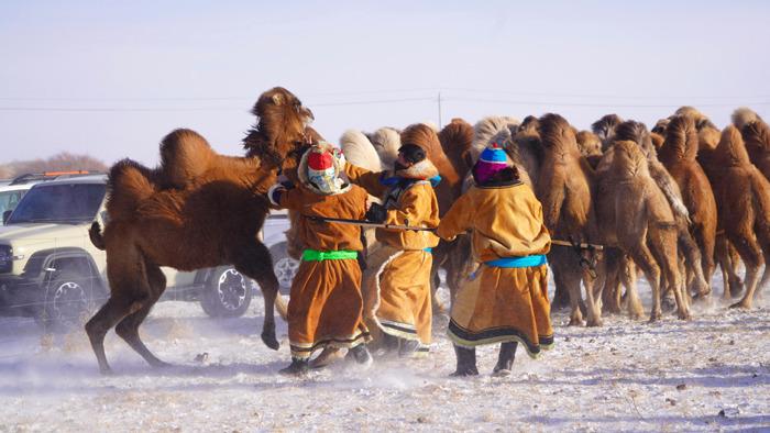 -30℃ 看内蒙古乌珠穆沁草原牧民驯驼