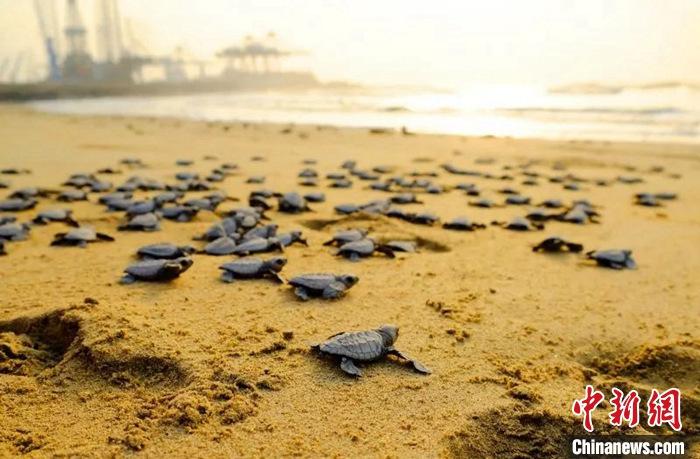 【共建“一带一路”绿色成果】加纳·特码新集装箱码头项目